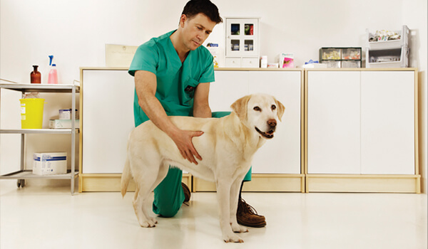 vet dog