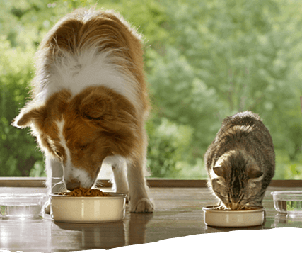 Beyond dog and cat eating from food bowls