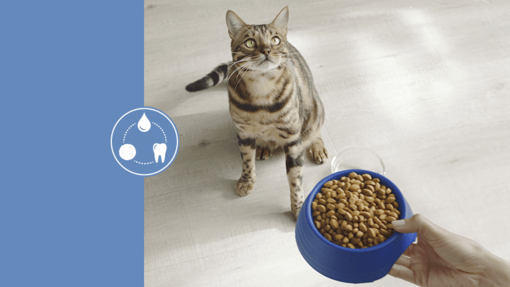 Cat Chow Carne Esterilizados – Amiscot Pet