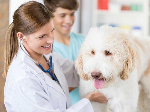 white dog sitting on the table at the vet