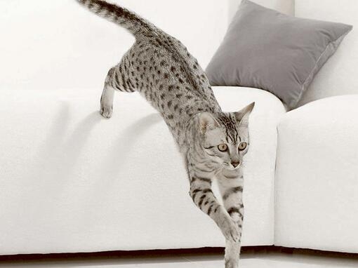 Cat leaping from sofa