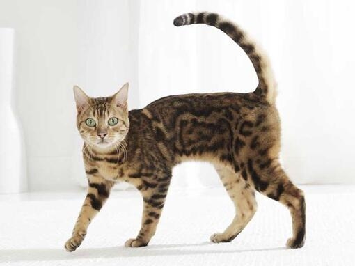 Tabby cat walking